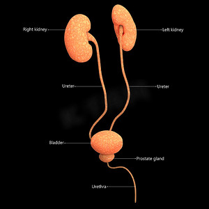 人体泌尿系统肾脏与膀胱描述与标签解剖
