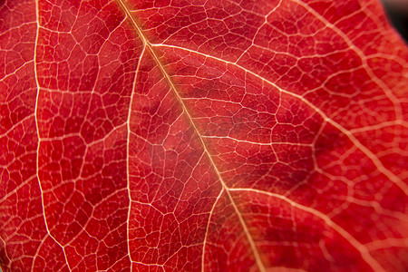 橙色的秋天：红色弗吉尼亚爬山虎（Parthenocissus quinquefolia）叶子的宏观特写视图，前景是脉络