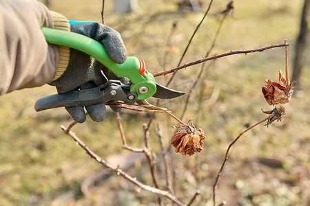 在花园后院的季节性春季工作，用修枝剪修剪玫瑰丛。