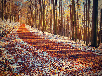 冬天叶子摄影照片_在初冬森林中弯曲的多彩多雪的森林道路。
