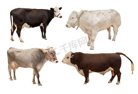 良渚玉琮王纹样摄影照片_牛宠物动物哺乳动物四件隔离在白色背景，农业
