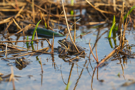 青蛙坐在沼泽里