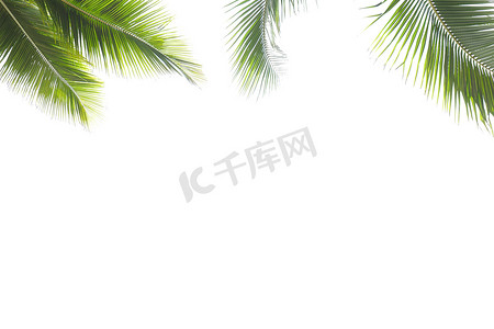 大海背景摄影照片_椰子叶框隔离在白色背景上，复制空间，夏季概念。