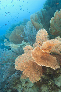 扇形抽奖摄影照片_热带珊瑚礁上的柳珊瑚扇形珊瑚