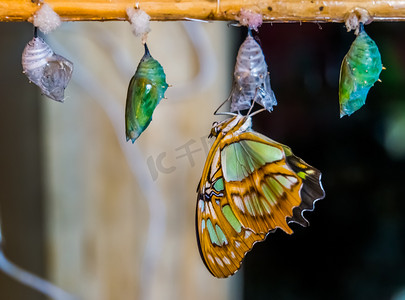从茧中出来的孔雀石蝴蝶，化蛹过程，昆虫文化背景