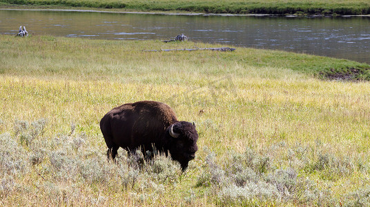 北美水牛在田间放牧，背景是河流
