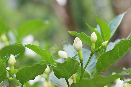 白色栀子花摄影照片_年轻的白色栀子花和背景模糊的叶子。