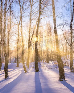 冬天下雪场景摄影照片_日落或日出在有冬天雪的白桦林里。