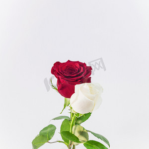 淡红色摄影照片_美丽清新的淡红色花朵。