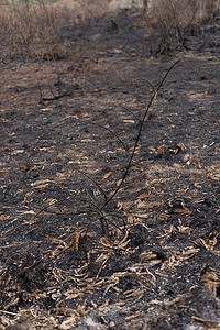 地面和树木被森林大火烧毁。