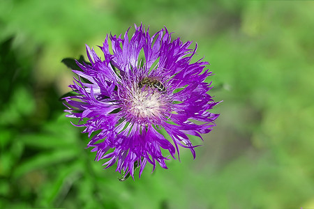 矢车菊紫色花与蜜蜂绿色背景