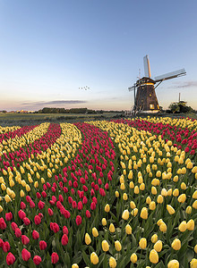 双色红色和黄色郁金香花在春季上升期间以曲线形状与荷兰风车相映成趣