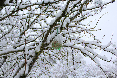 带雪的鸟肥球
