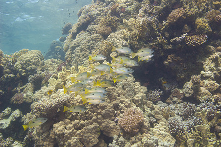 海水里的鱼摄影照片_热带礁石上的鲷鱼群