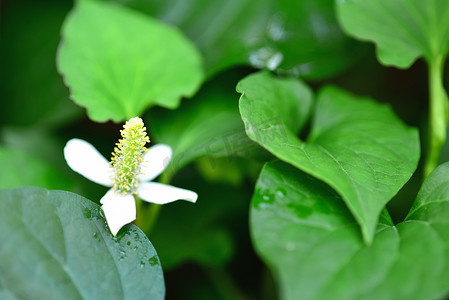 铁锅杂鱼图片摄影照片_Houttuynia Cordata Thunb 香草和蔬菜。