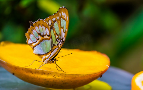 孔雀石蝴蝶闭翅的宏观特写，来自美国的色彩艳丽的热带昆虫