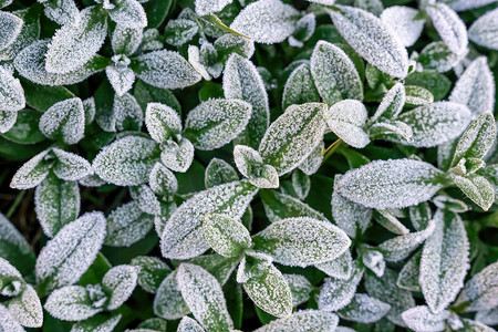秋天冬天摄影照片_有选择的焦点第一次霜冻在结冰的田间植物上，深秋特写。