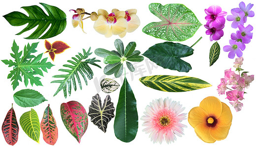收集各种热带树叶和花朵进行设计
