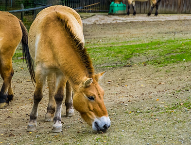 草原上放牧的蒙古野马，亚洲大草原上的濒危动物