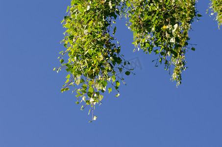 蓝天白桦树枝上的叶子