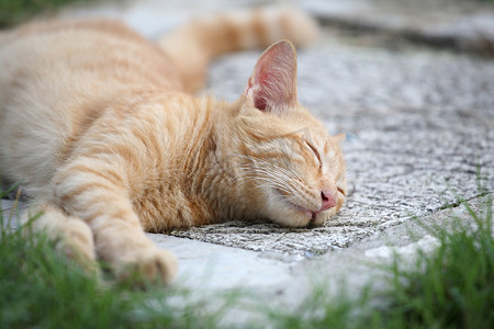 沙发猫摄影照片_睡猫