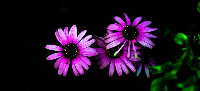 菊背景摄影照片_深绿色背景和一些湿叶的紫锥菊花的高对比度照片。