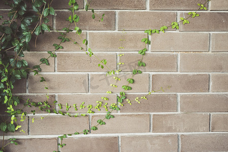 抽象植物墙背景，复古色