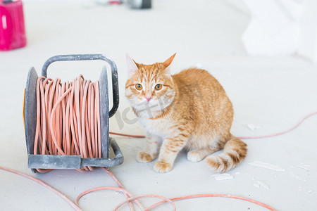 装修、维修和宠物概念 — 可爱的姜猫在重新装修时坐在地板上