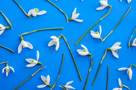 下雪花摄影照片_在蓝色背景上安排的雪花莲花。