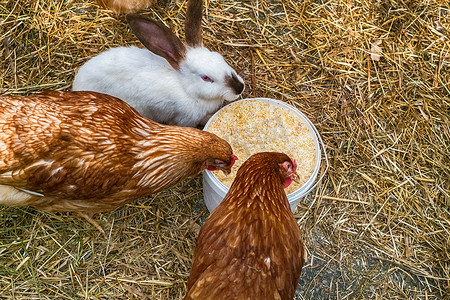 农场鸡摄影照片_农场院子里的鸡和兔子
