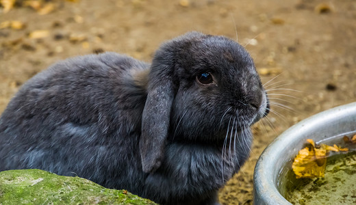 一只欧洲黑兔的可爱肖像，流行的家养兔子