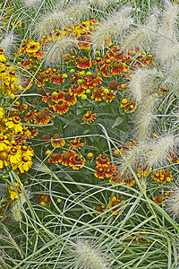 五颜六色的花园花与 Heleniums Waldraut 和观赏草接壤