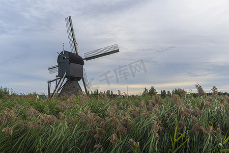 在强风吹的野草篱芭上方的荷兰风车
