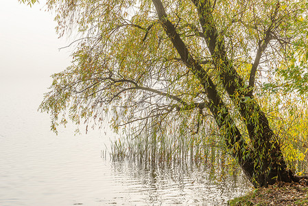 秋天气候摄影照片_秋天第聂伯河上的柳树