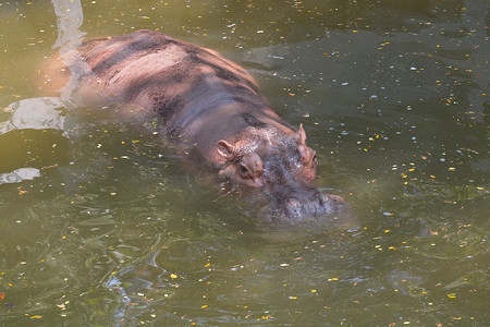 黎族摄影照片_河马 (Hippopotamus amphibius) 在水中