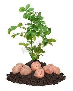 马铃薯植株