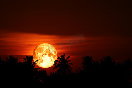 超级血月回到夜空中剪影椰子树