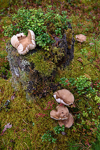 红布盖着的车摄影照片_森林里旧树桩上的伞菌蘑菇