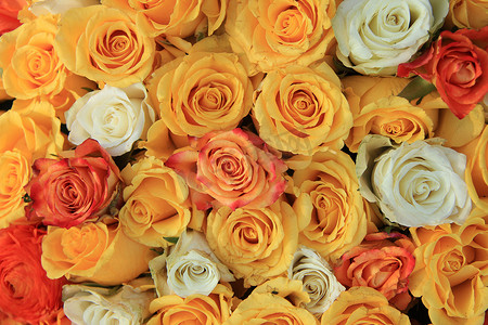 黄玫瑰和白玫瑰婚礼布置