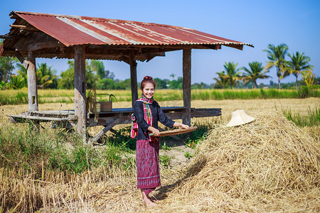 农妇在地里打稻谷