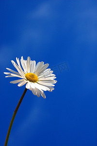 蓝色天空摄影照片_春天蓝色天空下的雏菊