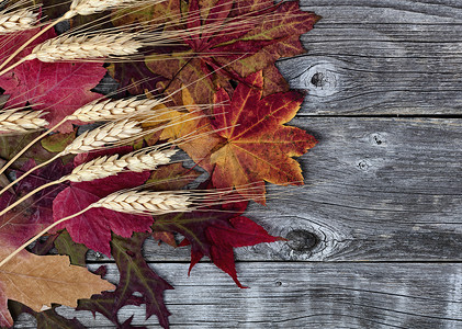 在万圣节或感恩节背景的秋季假期，在自然老化的木材上关闭可爱的叶子和麦秆