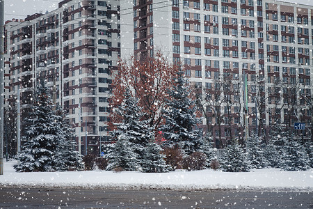 校园场景摄影照片_圣诞树沿着城市道路生长在一座高层建筑前。