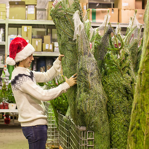 年轻人在市场上购买绿色圣诞树