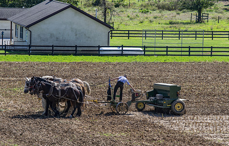 耕地农民摄影照片_阿米什农民在玉米收获后用 6 匹马耕地