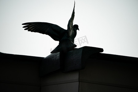 鸽子剪影摄影照片_剪影在天空中飞翔的鸽子鸟。