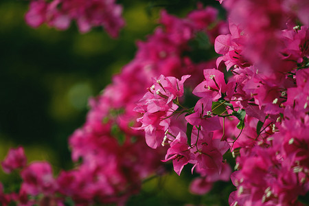 纸花，九重葛，粉红色的花朵，一种美丽的开花植物。
