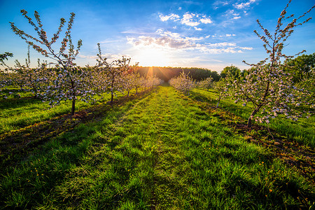 春天黄昏摄影照片_黄昏阳光广角拍摄下开花的年轻苹果园