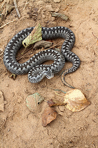 在棕色春土上以编织方式卷起的攻击或防御姿势的灰毒蛇或加法器毒蛇