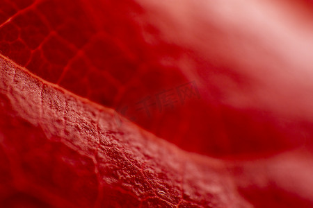 球形脉络摄影照片_橙色的秋天：红色弗吉尼亚爬山虎（Parthenocissus quinquefolia）叶子的宏观特写视图，前景是脉络
